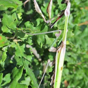 Empusa fasciata, ženka, foto: Slobodan Stevčić