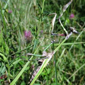 Empusa fasciata, mužjak, foto: Slobodan Stevčić