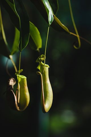 Nepenthes sp