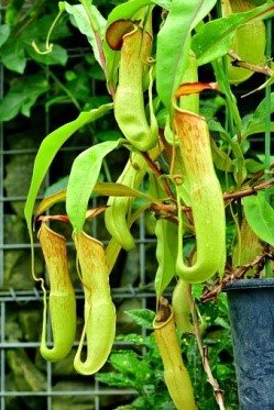 Heliamphora sp