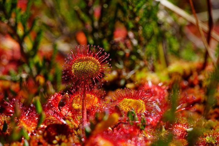 Drosera rotundifolia