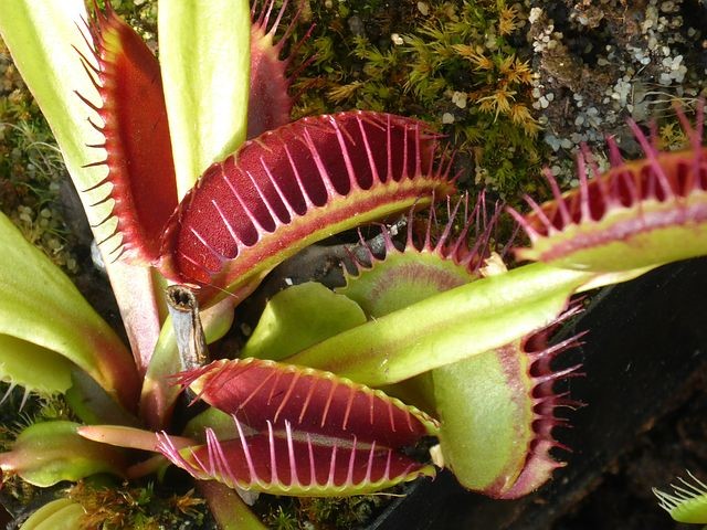 Dionaea muscipula