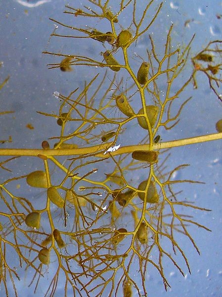 Utricularia vulgaris